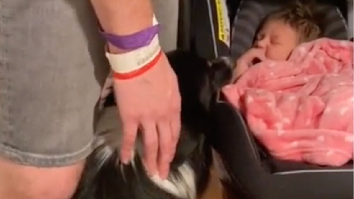 Illustration : "Une future maman filme l'instant touchant où sa chienne exprime de la curiosité pour le bébé et sa joie de l'accueillir"