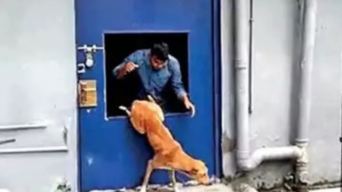 Illustration : "Des policiers indiens interviennent pour secourir un chien pris au piège dans un hôtel déserté"