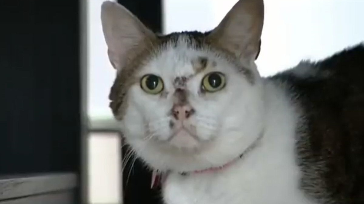 Illustration : "L'inquiétude d'un passager d'avion ayant perdu son chat à l'aéroport JFK de New York pendant 18 jours !"