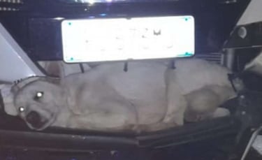 Illustration : "En heurtant un chien à 130 km/h, un conducteur s'attend au pire. Jusqu'à ce que l'incroyable se produise..."