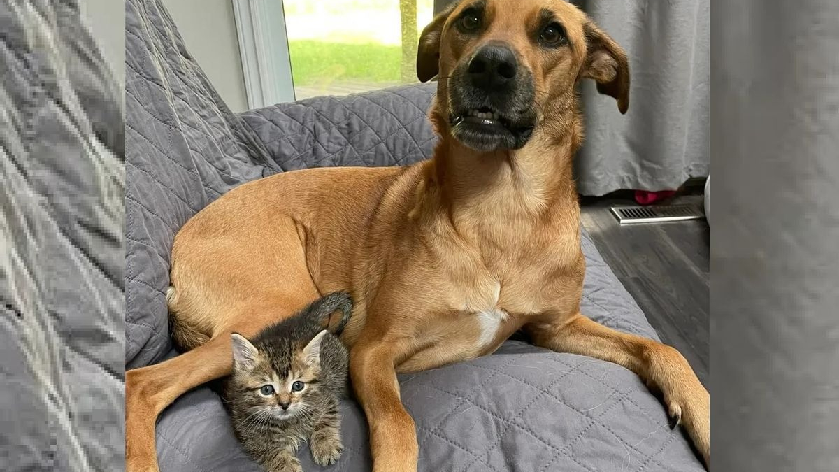 Illustration : "Un chaton errant recueilli par des bénévoles découvre l'amitié pour la première fois de sa vie grâce à un chien"