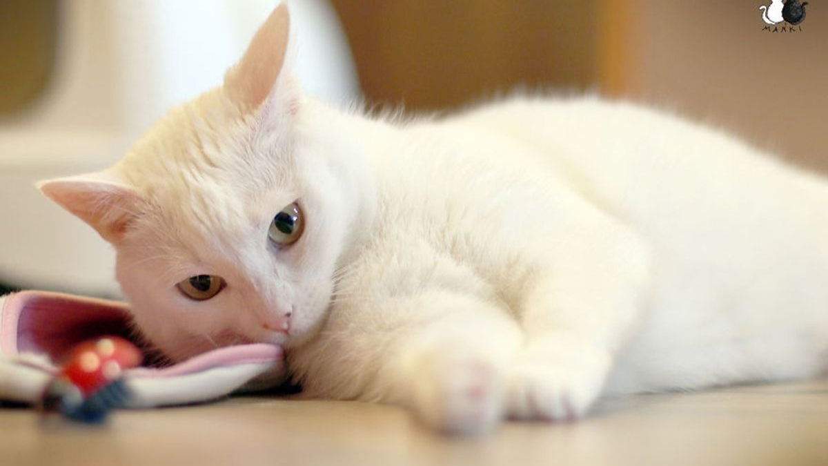 Illustration : "20 photos charmantes d'un chat blanc comme neige"