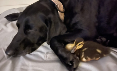 Illustration : "Un Labrador héroïque combat un alligator pour sauver la vie de ses amis canards"