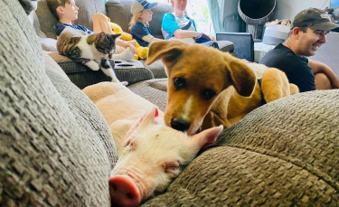 Illustration : "Un jeune chien souffrant de nombreux problèmes de santé devient le meilleur ami d'un cochon"
