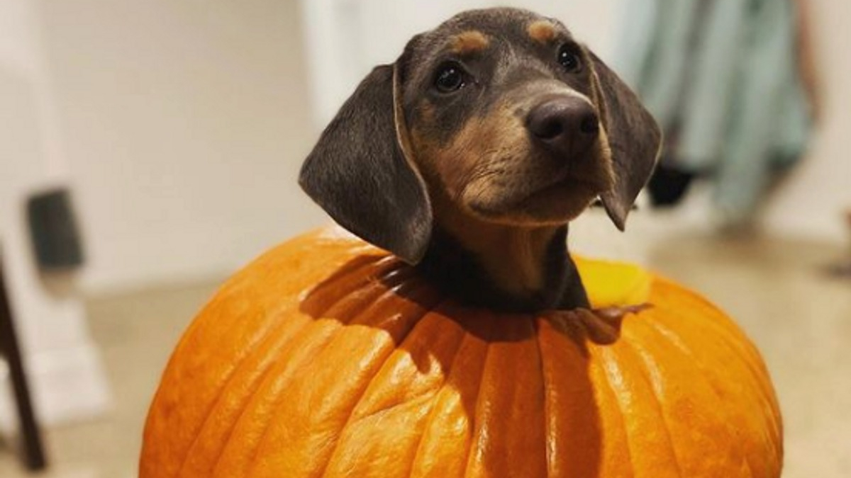 Illustration : "11 chiens ayant trouvé la citrouille parfaite pour célébrer Halloween !"
