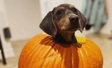Illustration : "11 chiens ayant trouvé la citrouille parfaite pour célébrer Halloween !"