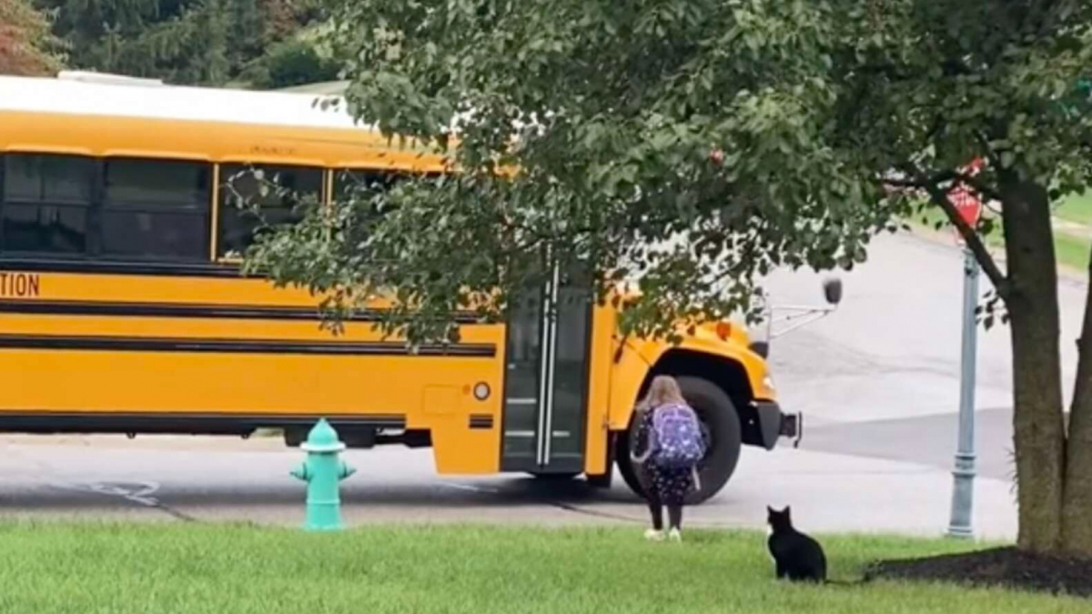 Illustration : "La routine matinale d'un chat protecteur qui accompagne une petite fille jusqu'au bus scolaire (vidéo)"