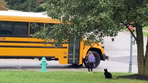 Illustration : "La routine matinale d'un chat protecteur qui accompagne une petite fille jusqu'au bus scolaire (vidéo)"