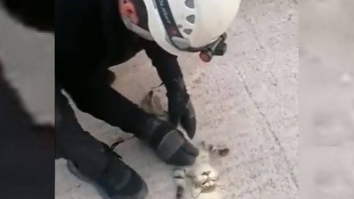 Illustration : "Un pompier sauve un chat inanimé grâce à un massage cardiaque (vidéo)"