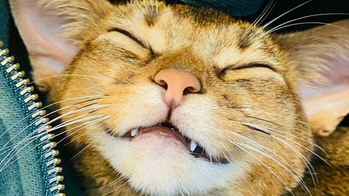 Illustration : "20 photos de chats souriant de toutes leurs dents !"