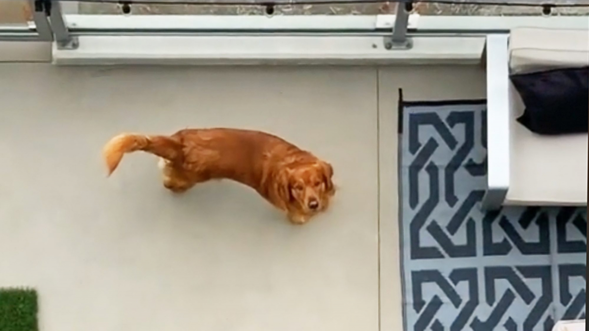 Illustration : "2 Golden Retrievers séparés par un balcon vivent une romance shakespearienne suivie par des millions d'internautes (vidéo)"