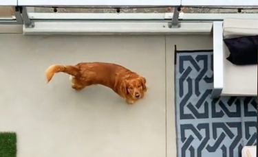 Illustration : "2 Golden Retrievers séparés par un balcon vivent une romance shakespearienne suivie par des millions d'internautes (vidéo)"
