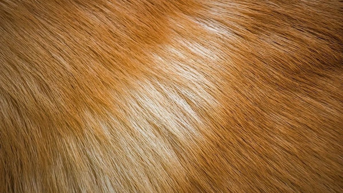 Illustration : "Une nouvelle matière textile à partir des poils de votre chien ?"
