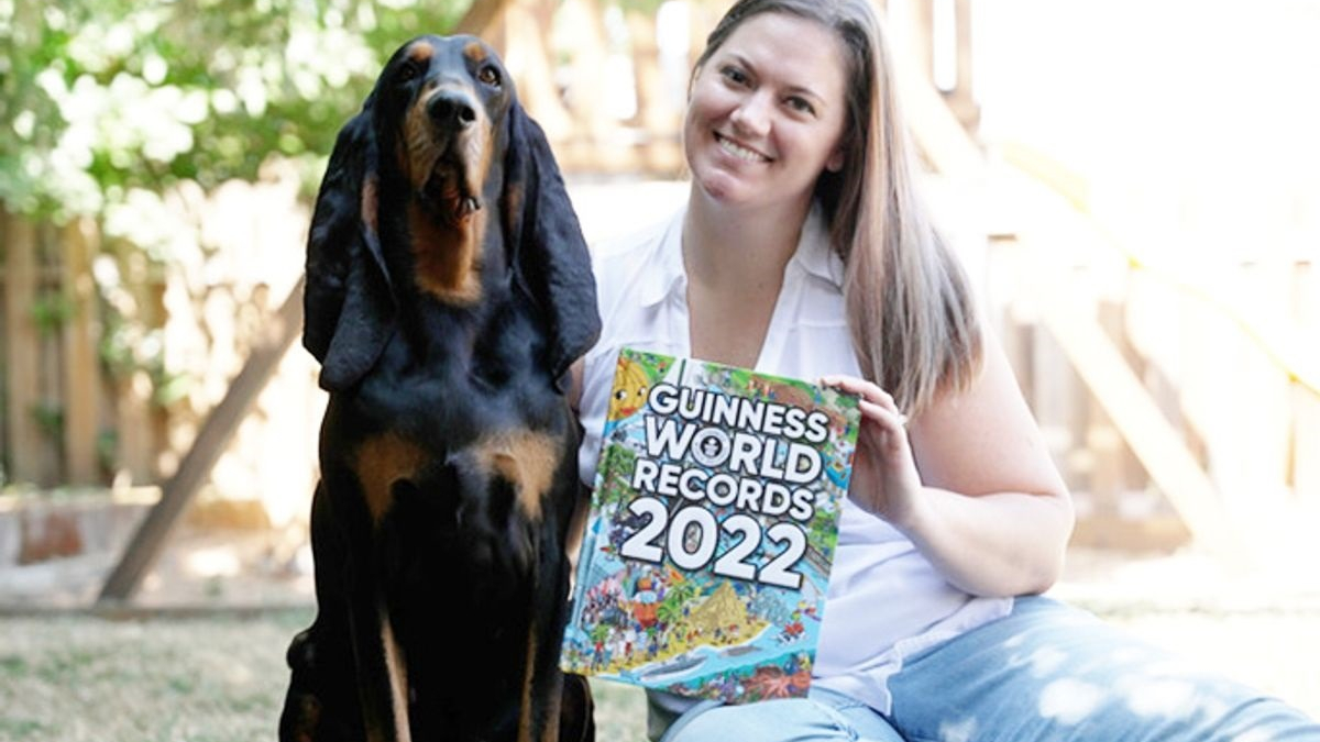 Illustration : "Un chien de race Black and Tan Coonhound figure au Guinness des records grâce à ses oreilles incroyablement longues"