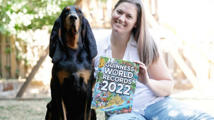 Illustration : Un chien de race Black and Tan Coonhound figure au Guinness des records grâce à ses oreilles incroyablement longues