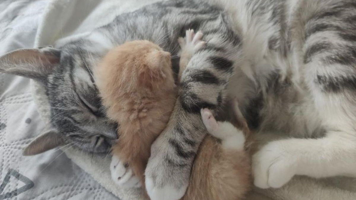 Illustration : "Un chaton abandonné dans une boîte en carton pleure sans cesse jusqu'à ce qu'un chat bienveillant le prenne sous son aile"