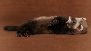 Illustration : "La propreté chez le furet"