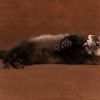 Illustration : La propreté chez le furet