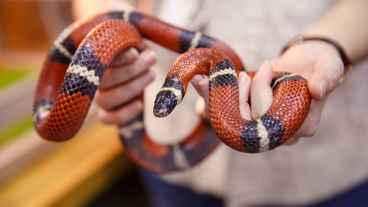 Illustration : "Le langage corporel du serpent"