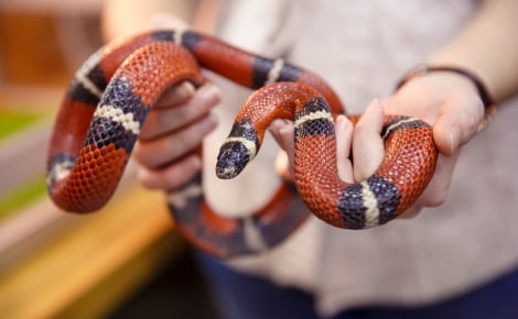 Illustration : Le langage corporel du serpent