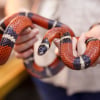 Illustration : Le langage corporel du serpent