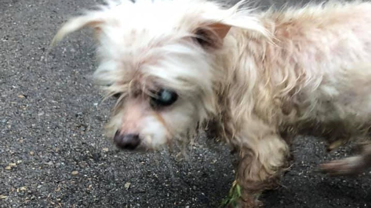 Illustration : "Une chienne sénior, presque sourde et aveugle, perdue en 2014 a été retrouvée à plus de 1500 kilomètres de chez elle"