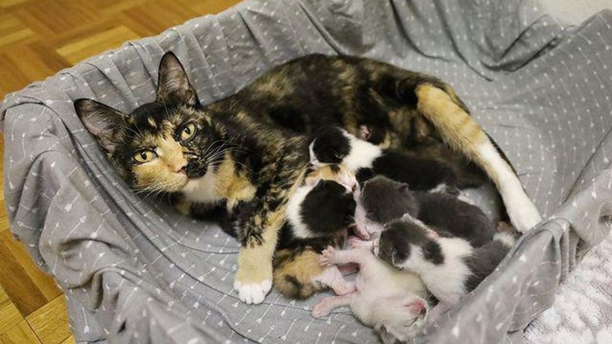 Illustration : "Une chatte en gestation a vécu dehors toute sa vie avant de goûter à la chaleur d'un foyer grâce à une femme au grand coeur"