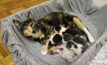 Illustration : "Une chatte en gestation a vécu dehors toute sa vie avant de goûter à la chaleur d'un foyer grâce à une femme au grand coeur"