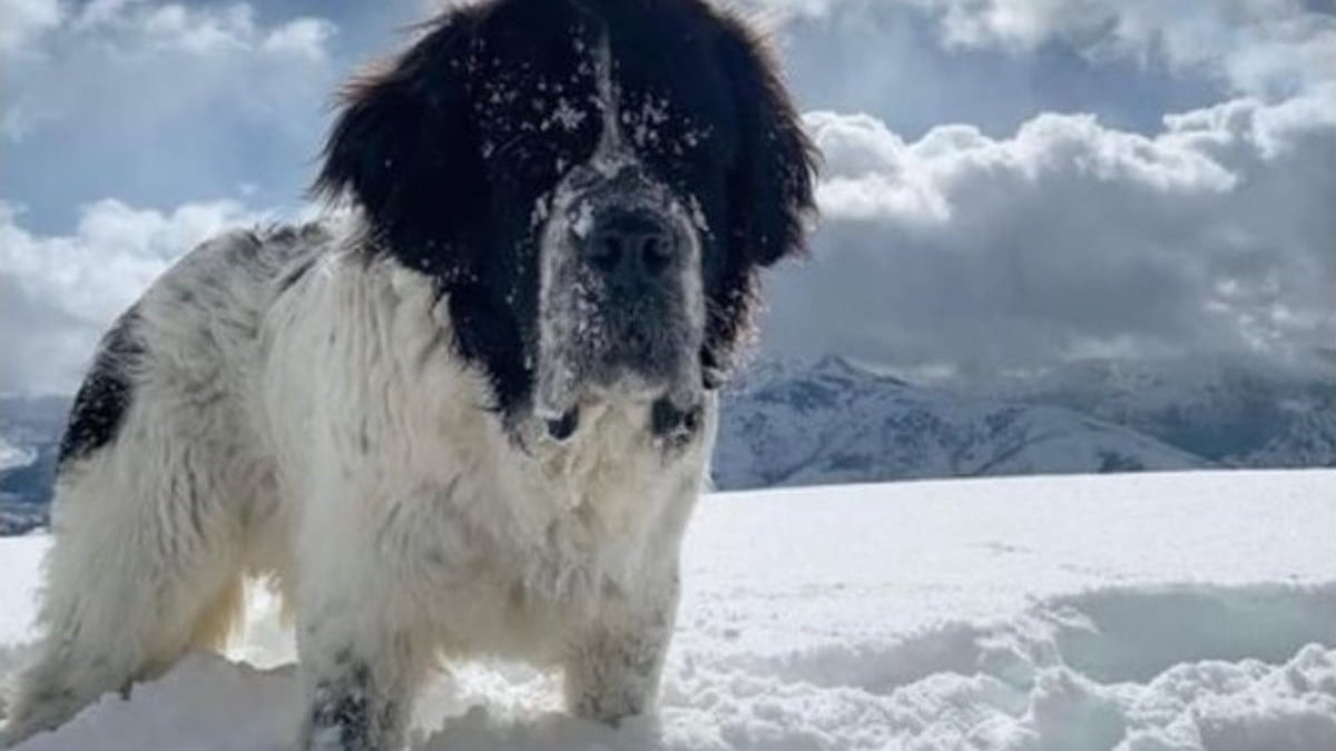Illustration : "Une famille fait une demande originale pour que sa chienne profite une dernière fois de la neige qu'elle a toujours aimée"