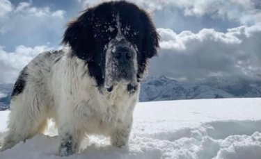 Illustration : "Une famille fait une demande originale pour que sa chienne profite une dernière fois de la neige qu'elle a toujours aimée"