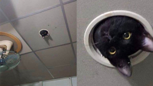 Illustration : Ces 20 agents secrets félins vous surveillent depuis votre plafond !