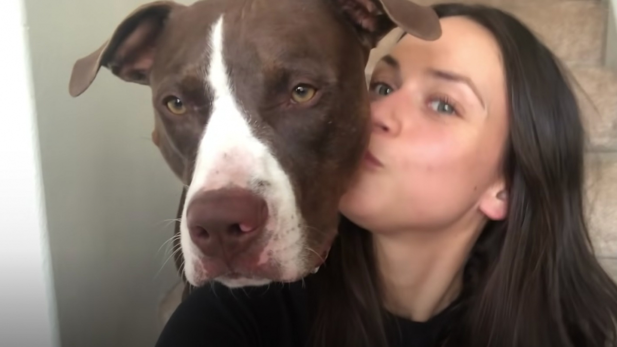 Illustration : "Une femme crée le compte Instagram de son chien d'assistance pour briser les stéréotypes concernant les Pitbulls (vidéo)"