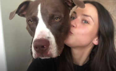 Illustration : "Une femme crée le compte Instagram de son chien d'assistance pour briser les stéréotypes concernant les Pitbulls (vidéo)"