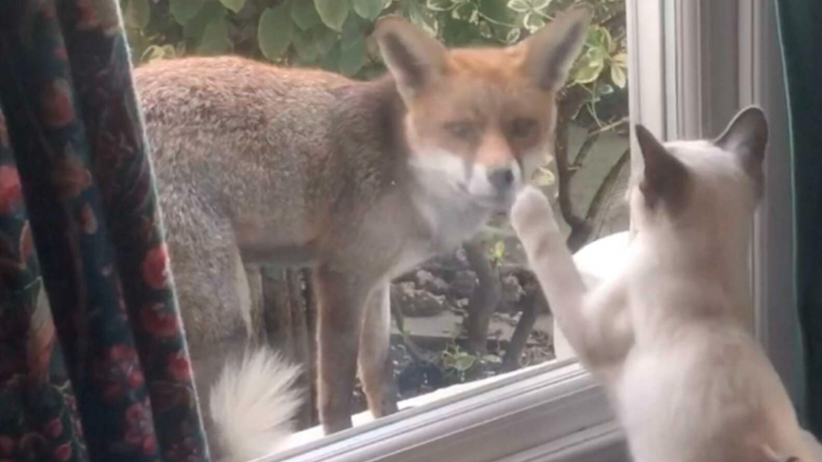 Illustration : "Un chaton aperçoit un renard à travers la fenêtre et décide d'en faire son nouvel ami"