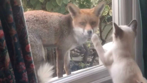 Illustration : "Un chaton aperçoit un renard à travers la fenêtre et décide d'en faire son nouvel ami"