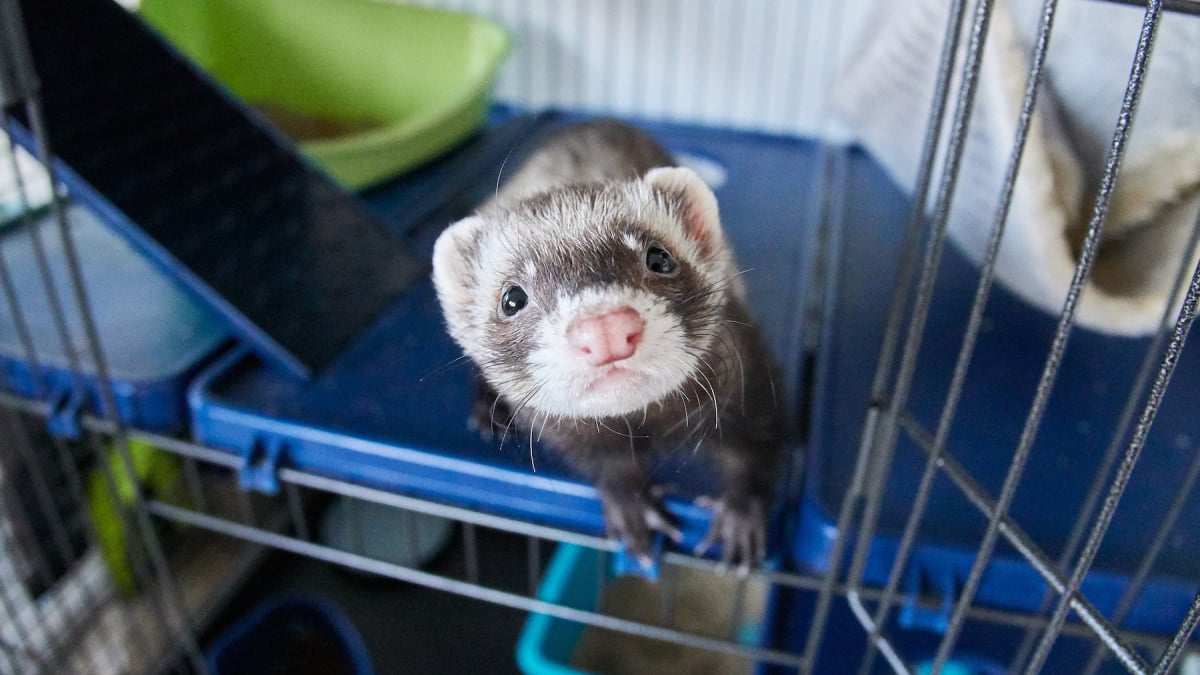 Illustration : "Nettoyer la cage du furet"