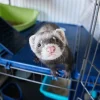 Illustration : Nettoyer la cage du furet
