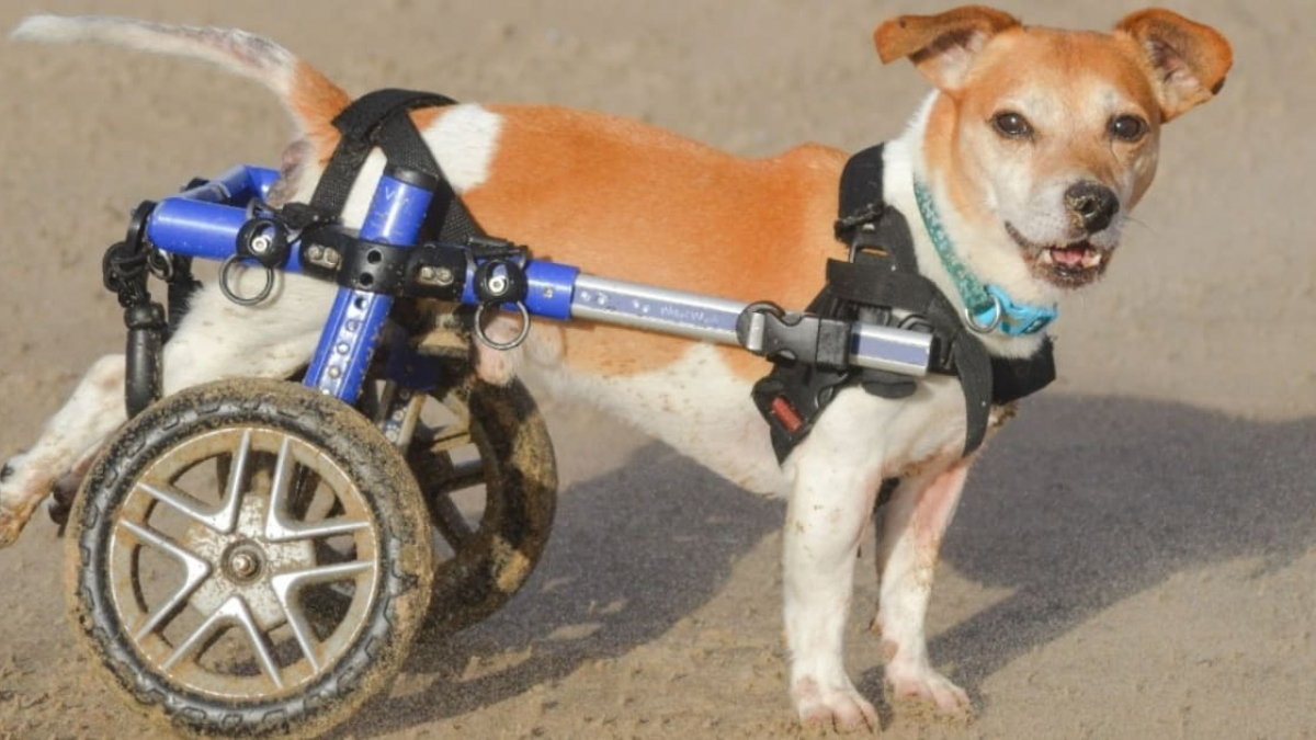 Illustration : "Pour aider son Jack Russell paralysé à vivre normalement, une femme lui offre un chariot à 2 roues"