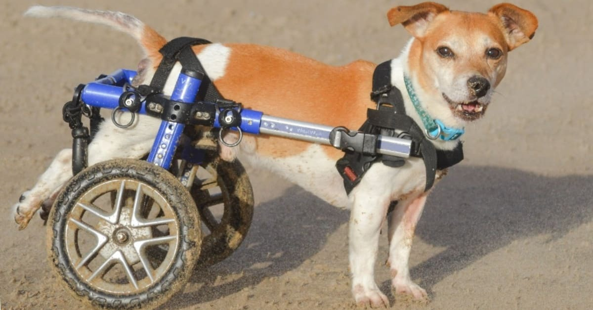 Pour aider son Jack Russell paralysé à vivre normalement, une 