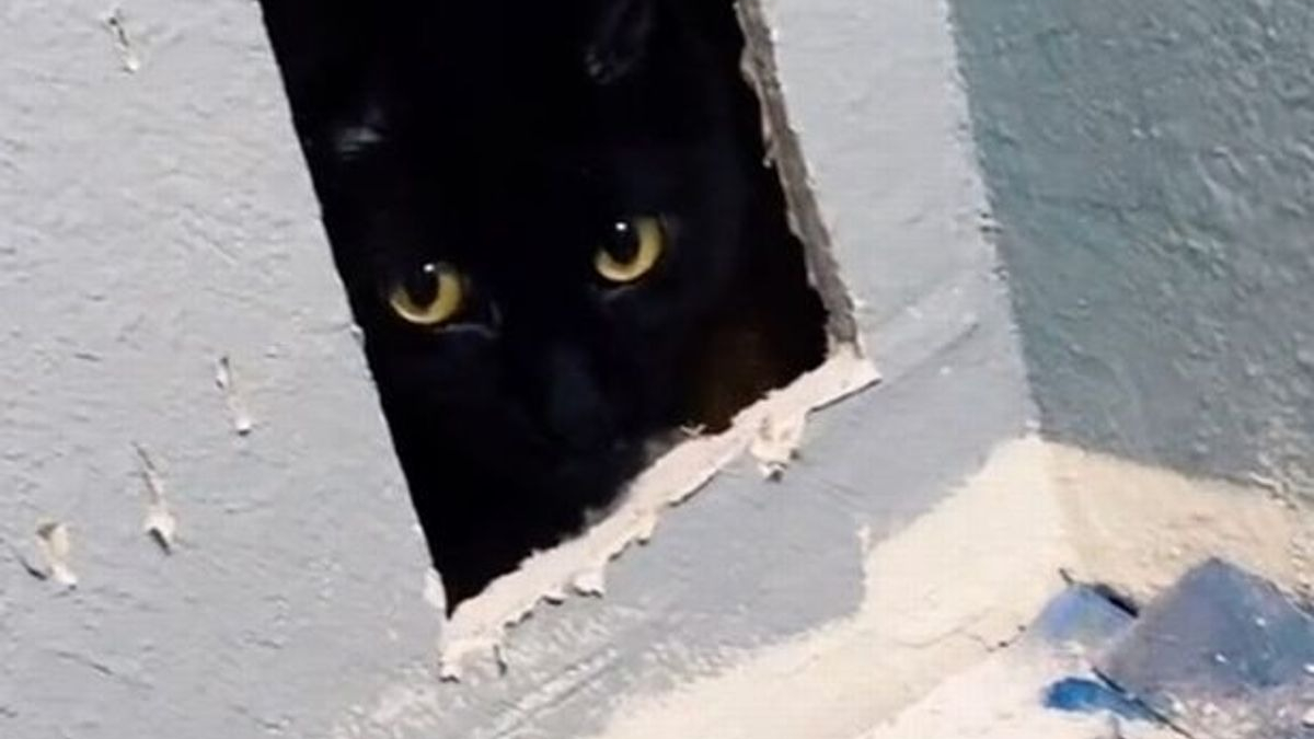 Illustration : "Un chat disparaît lors de la rénovation d'une maison, jusqu'au moment où sa propriétaire entend ses miaulements derrière un mur (vidéo)"