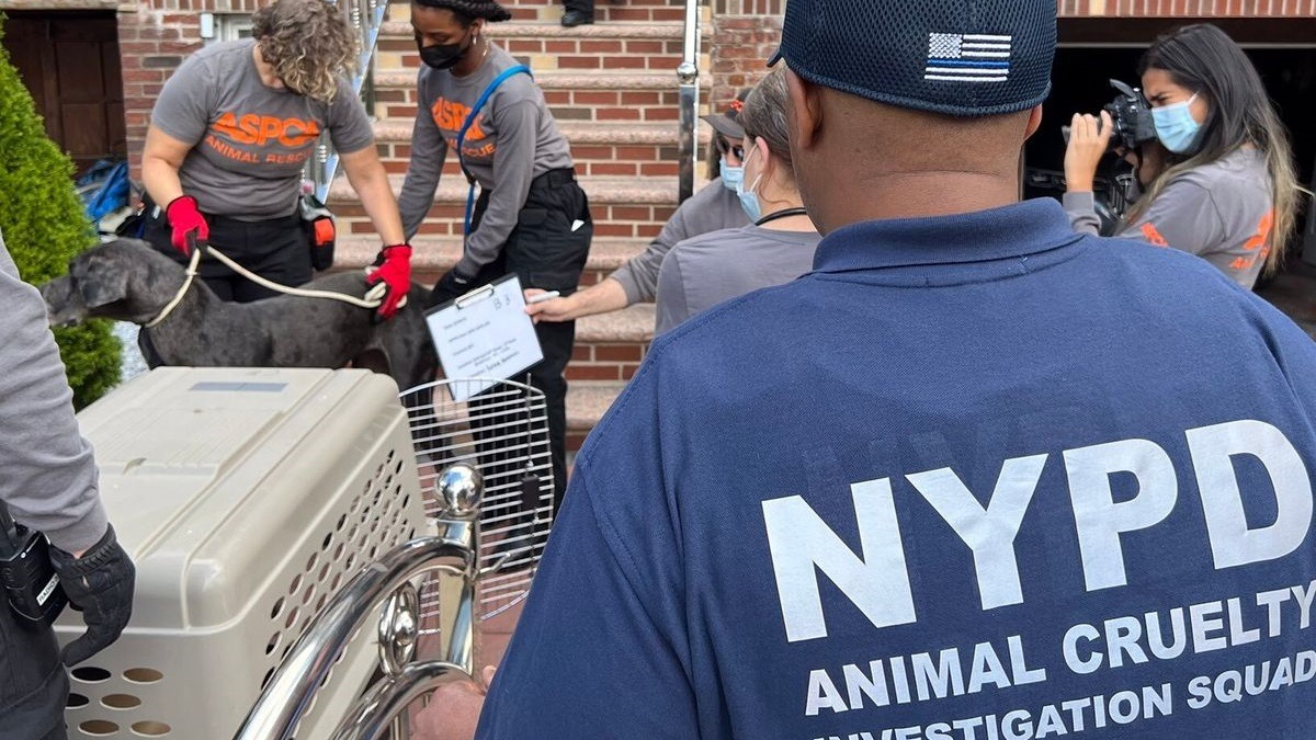 Illustration : "La police sauve 20 chiens détenus dans des conditions abominables à l'intérieur d'un appartement new-yorkais"