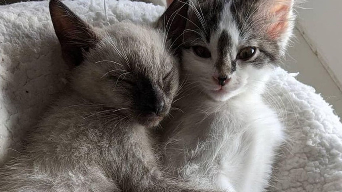 Illustration : "2 chatons errants grandissant ensemble comme des frères refusent de vivre loin l'un de l'autre "