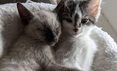 Illustration : "2 chatons errants grandissant ensemble comme des frères refusent de vivre loin l'un de l'autre "