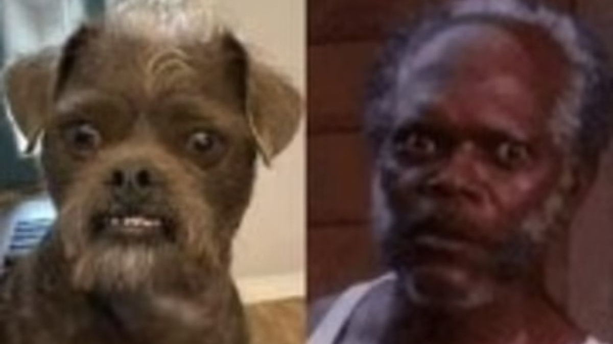 Illustration : "Un chien au visage surprenant attire les utilisateurs des réseaux sociaux, qui le comparent à l'acteur Samuel L. Jackson !"