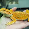 Illustration : Le lézard est-il fait pour moi ?