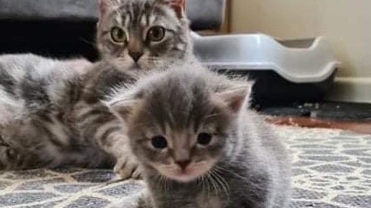 Illustration : "Contre toute attente, une chatte secourue par des bénévoles donne naissance à un seul chaton, auquel elle voue un amour inconditionnel"