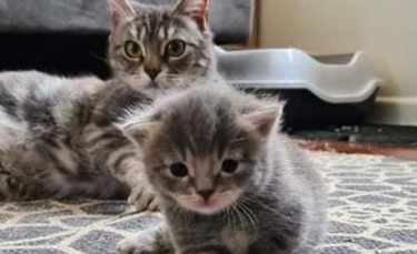 Illustration : "Contre toute attente, une chatte secourue par des bénévoles donne naissance à un seul chaton, auquel elle voue un amour inconditionnel"