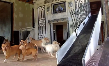 Illustration : "Une amoureuse des animaux construit un manoir pour les chiens qu'elle sauve et soigne chez elle"
