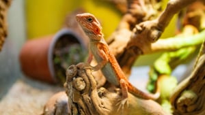 Illustration : "Le chauffage dans un terrarium pour lézard"