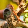 Illustration : Le chauffage dans un terrarium pour lézard